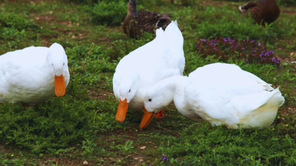 Can-Ducks-Eat-Uncooked-Oatmeal
