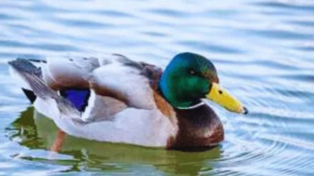 Can-Ducks-Eat-Uncooked-Oatmeal