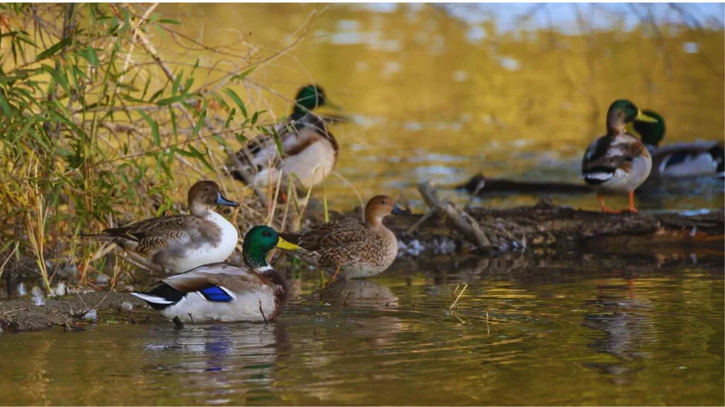 Can-Ducks-Eat-Uncooked-Oatmeal