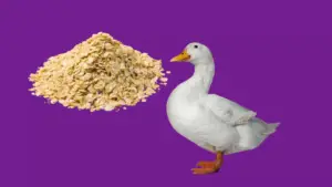 Can Ducks Eat Uncooked Oatmeal