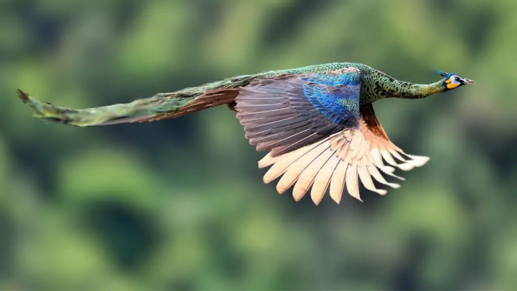 Can Peacocks Fly
