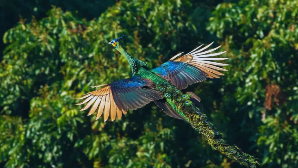 Can Peacocks Fly