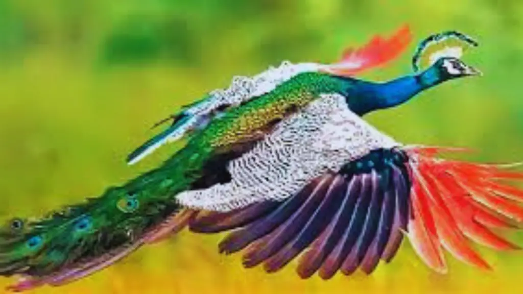 Can Peacocks Fly 2