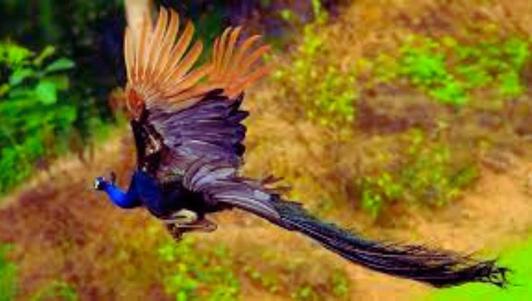 Can peacocks fly