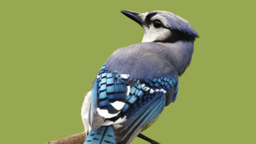 Cardinal Blue Jay