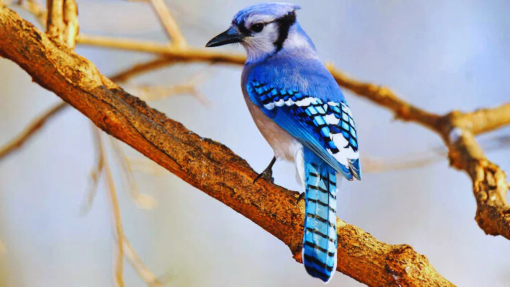 Cardinal Blue Jay
