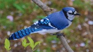 Cardinal Blue Jay