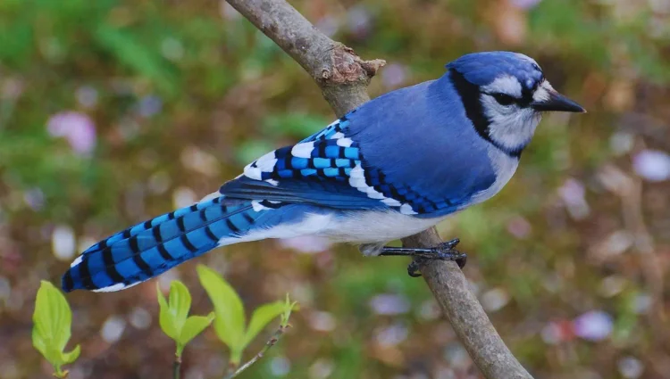 Cardinal Blue Jay