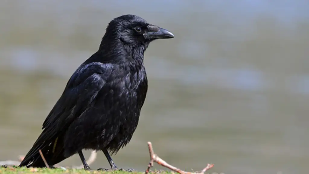 Crow Number Meaning