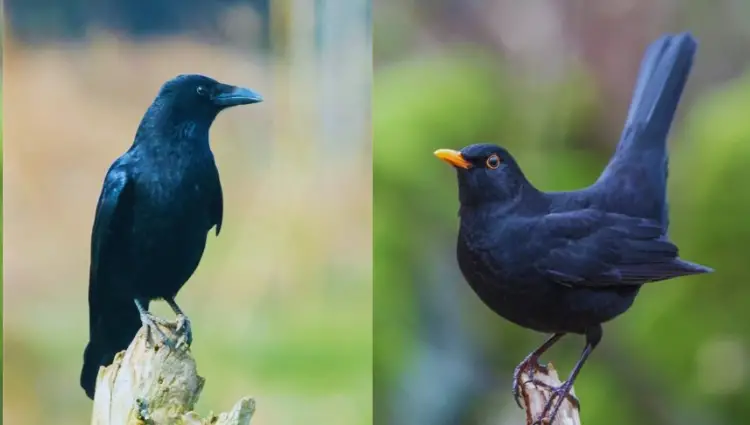 Crow vs Blackbird