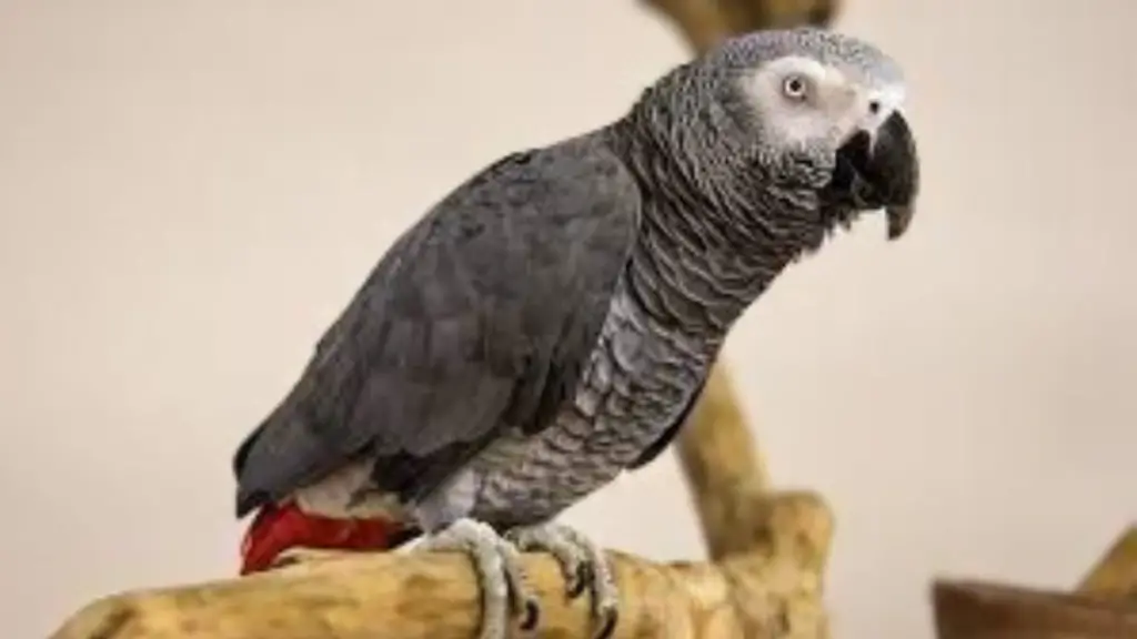 African Grey Parrot