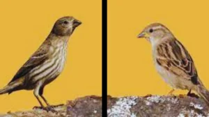 Female House Finches vs. Sparrows