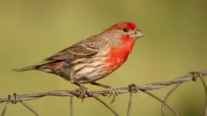 Female House Finches vs. Sparrows