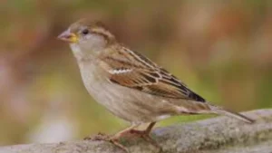 Female House Finches vs. Sparrows