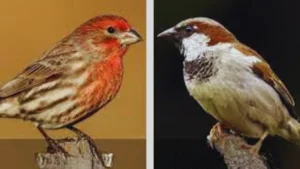 Female House Finches vs. Sparrows
