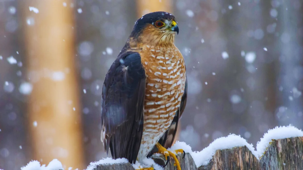 Florida birds of prey.