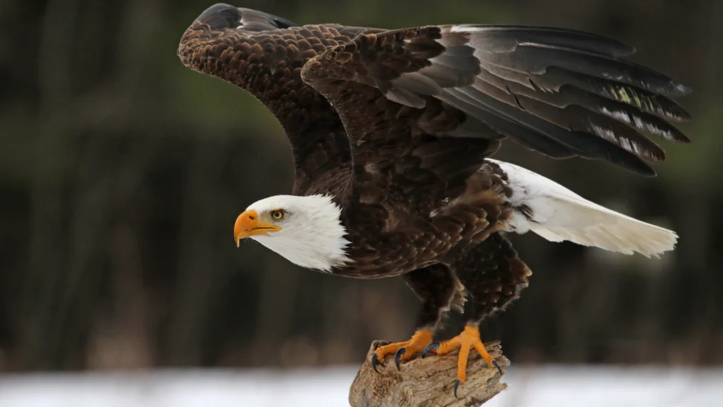 Florida birds of prey.