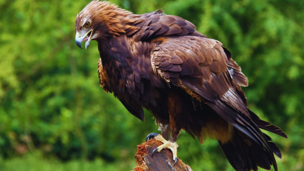 Florida birds of prey.