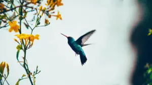 God Sends a Hummingbird