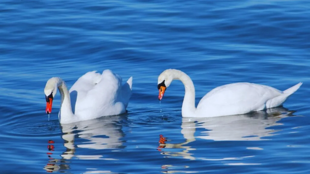 Group of Swans