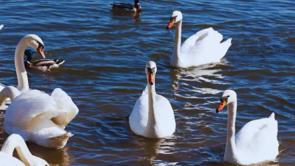 Group of Swans