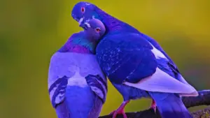 How Do Birds Kiss