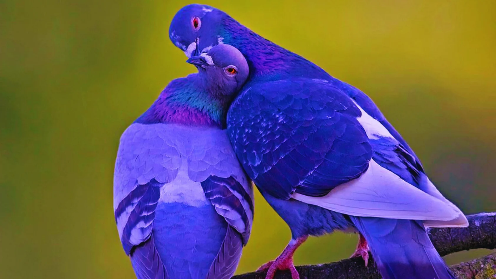 How Do Birds Kiss