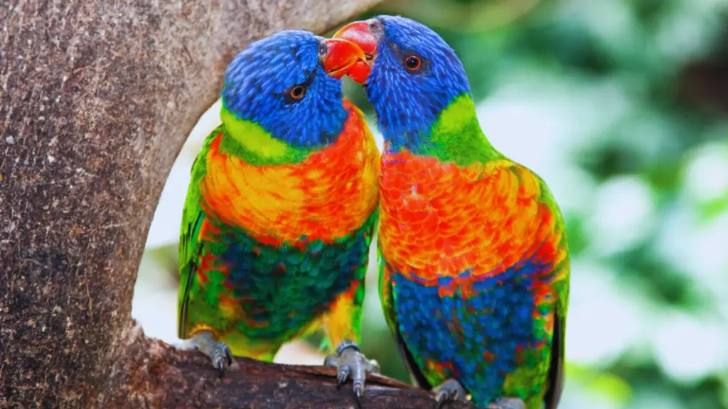 How-Do-Birds-Kiss