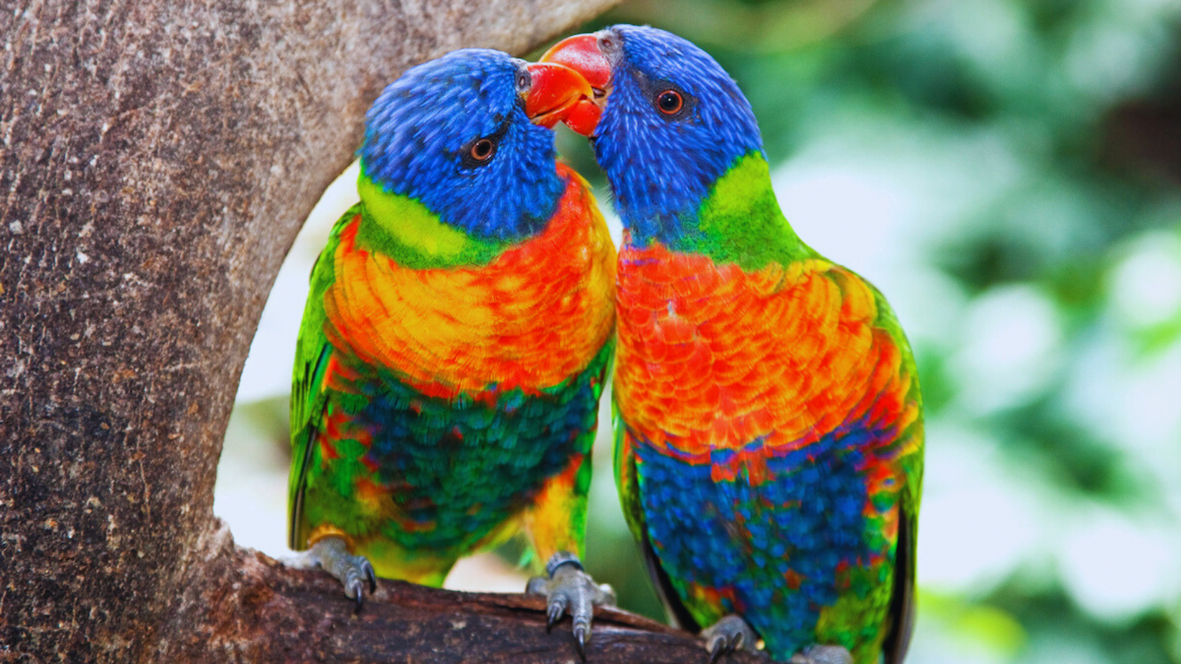 5 Fascinating Facts About How Do Birds Kiss Chirper Birds