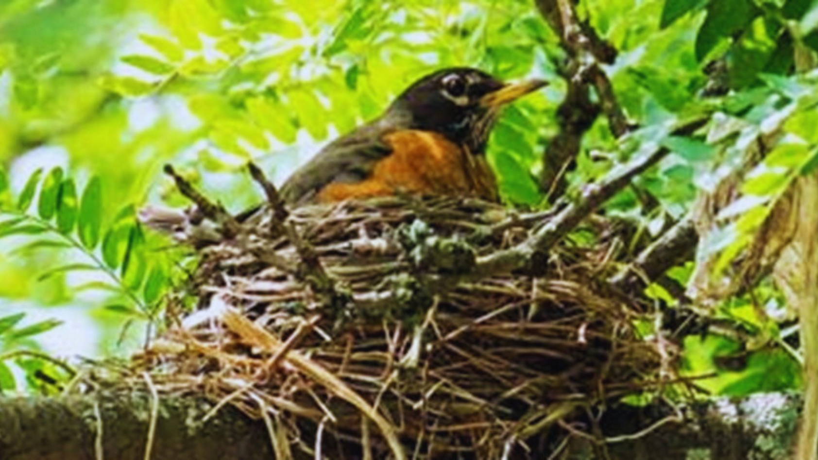 How Long Do Birds Stay In The Nest