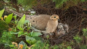 How Long Do Birds Stay In The Nest