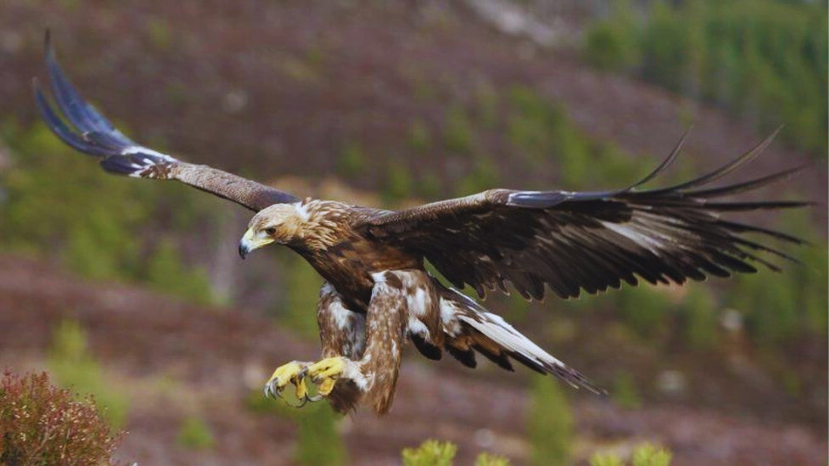 How to Attract Eagles The Ultimate StepbyStep Guide! Chirper Birds