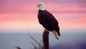 How to Attract Eagles
