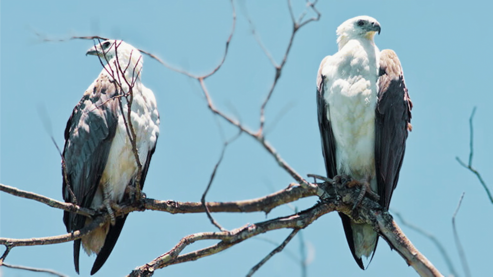 How to Attract Eagles The Ultimate StepbyStep Guide! Chirper Birds