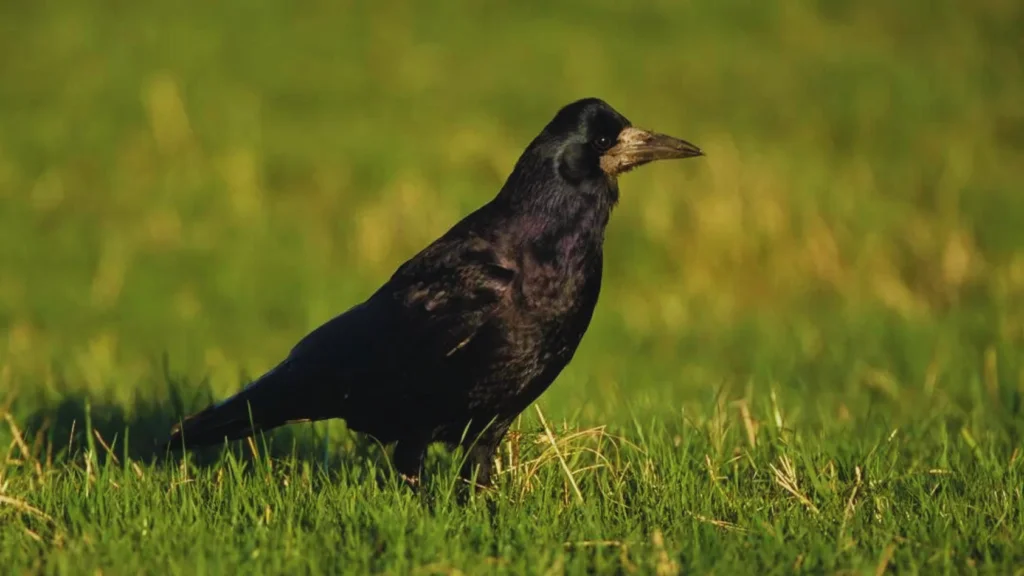 How to Attract Ravens