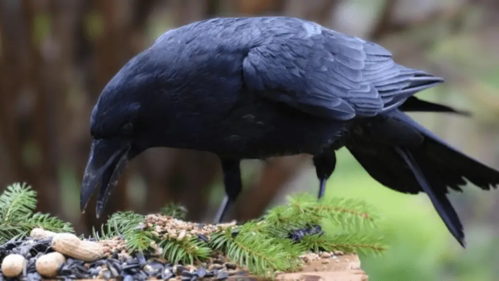 How to Attract Ravens 5 Easy Steps That Actually Work! Chirper Birds
