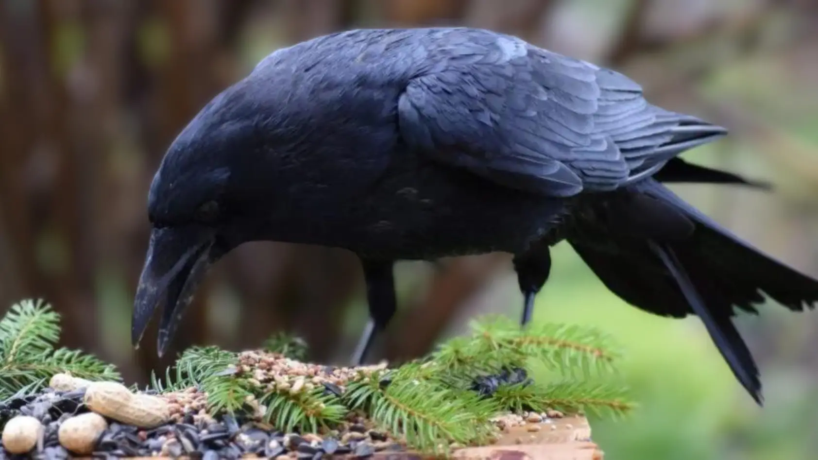 How to Attract Ravens