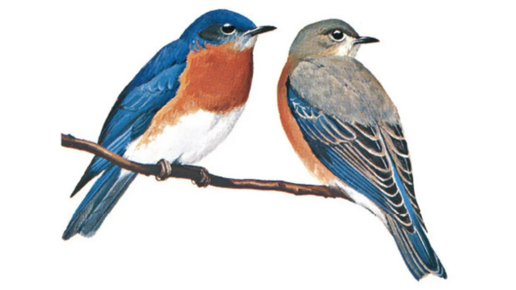 Long Island Birds