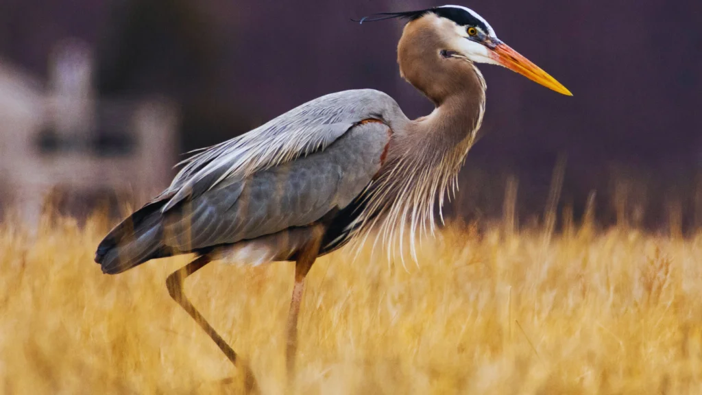 Long Island Birds