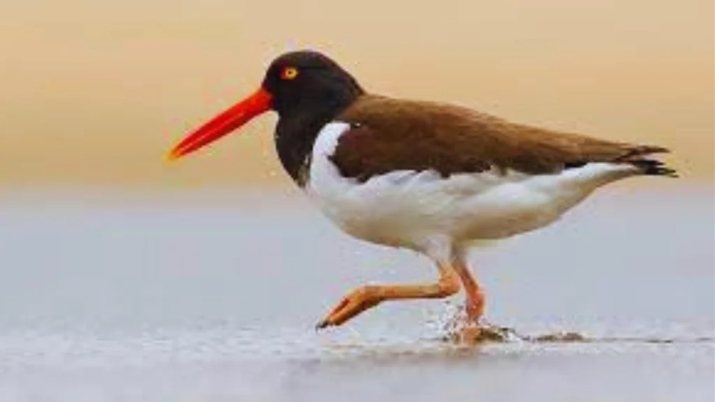 Long Island Birds