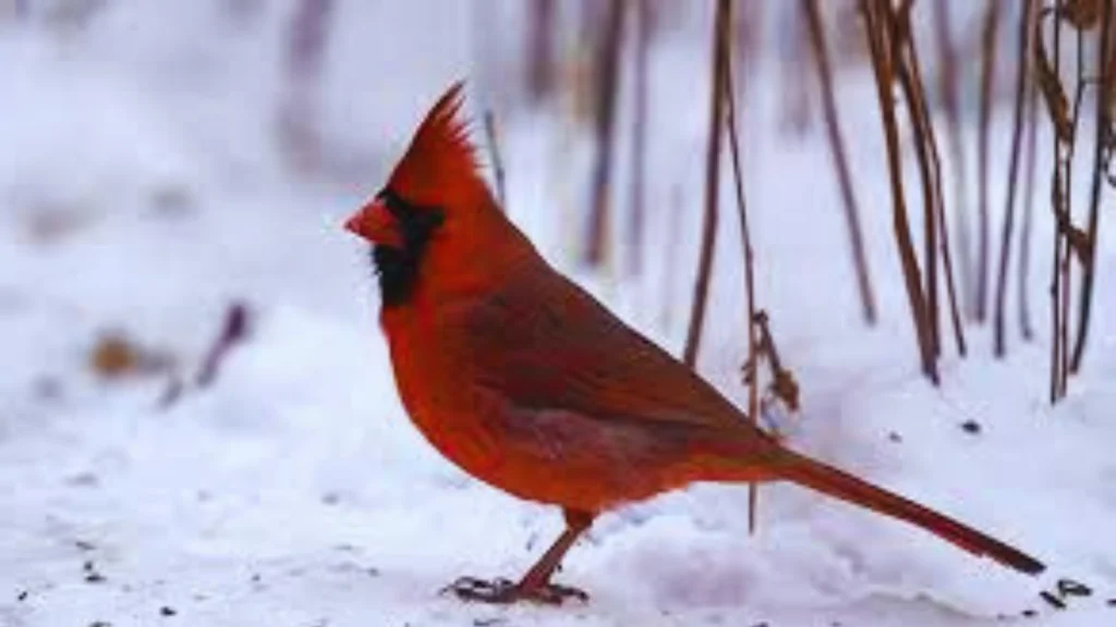 Long Island Birds