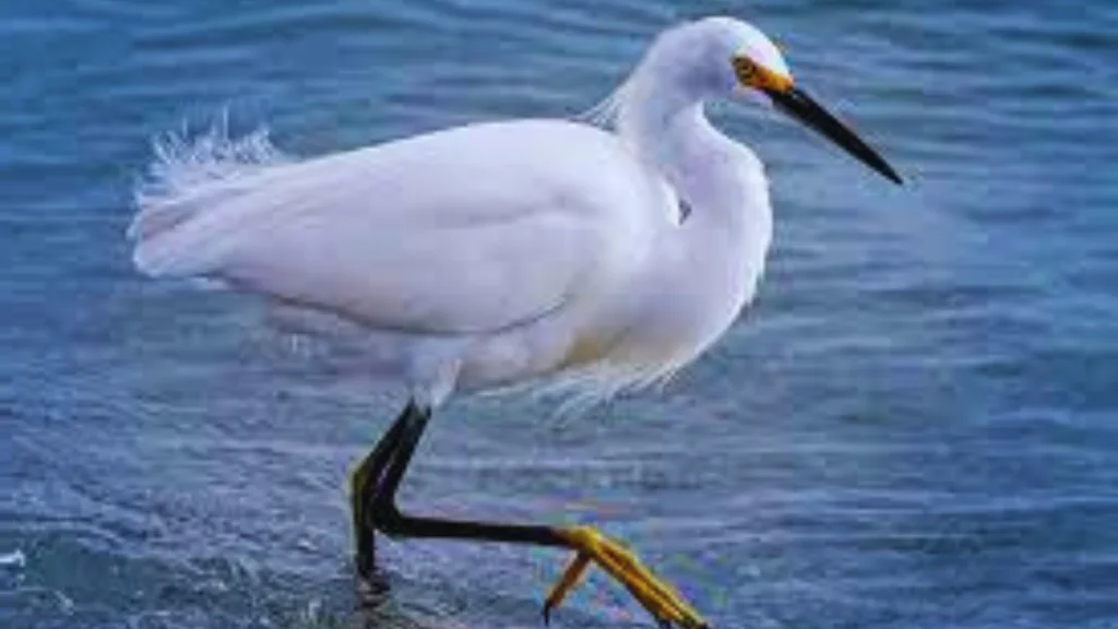 Long Island Birds