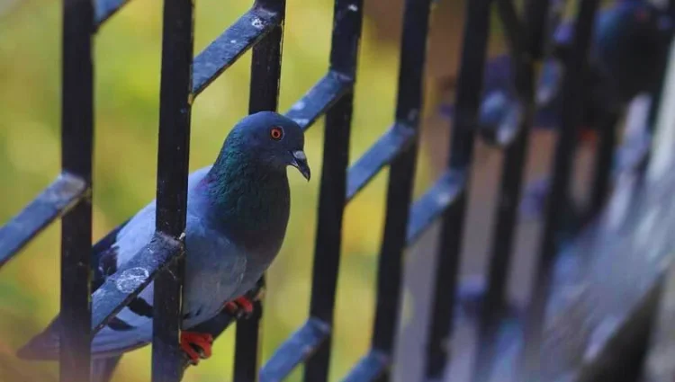 Meaning of a Bird Sitting at the Front Door