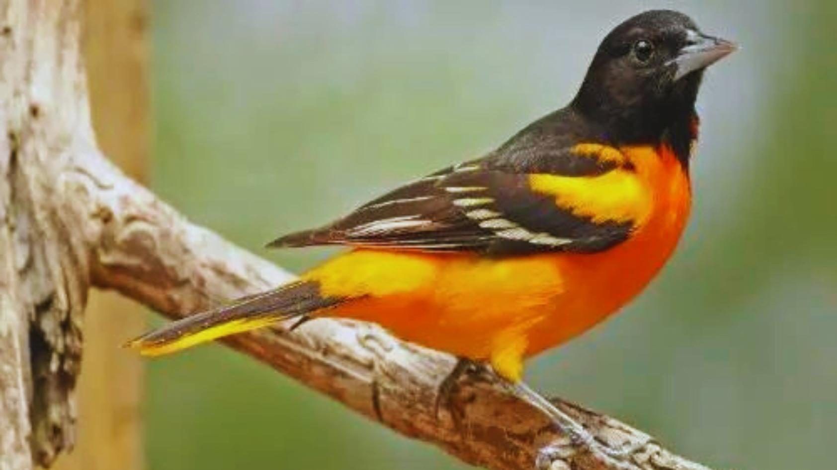 Discover the Beauty of the Orange and Black Bird - 10 Fascinating Facts