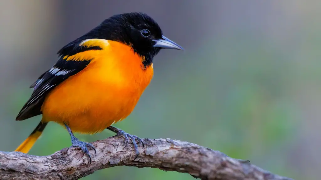 Orange and Black Bird