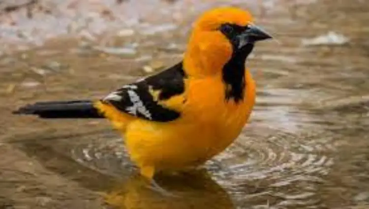 Orange and Black Bird