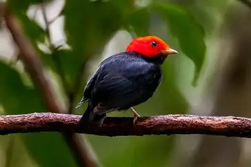 lack Bird With Red Head