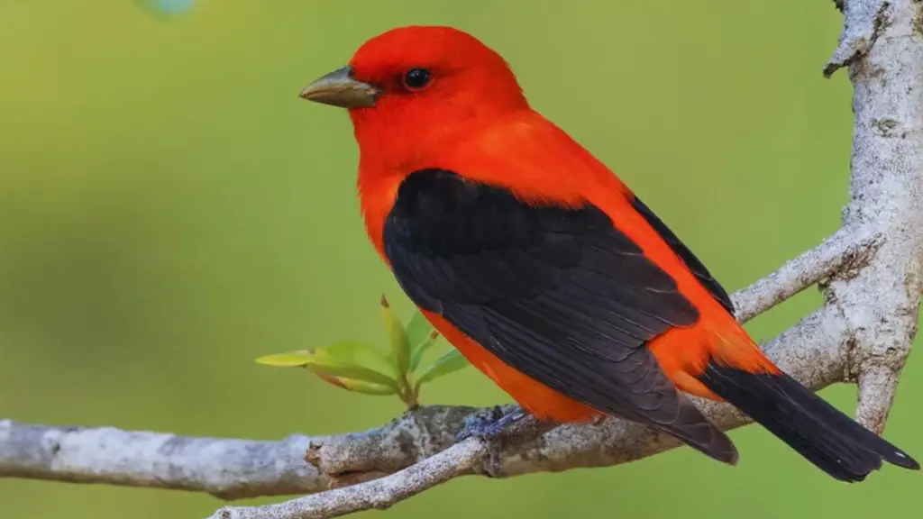 Red Bird With Black Wings