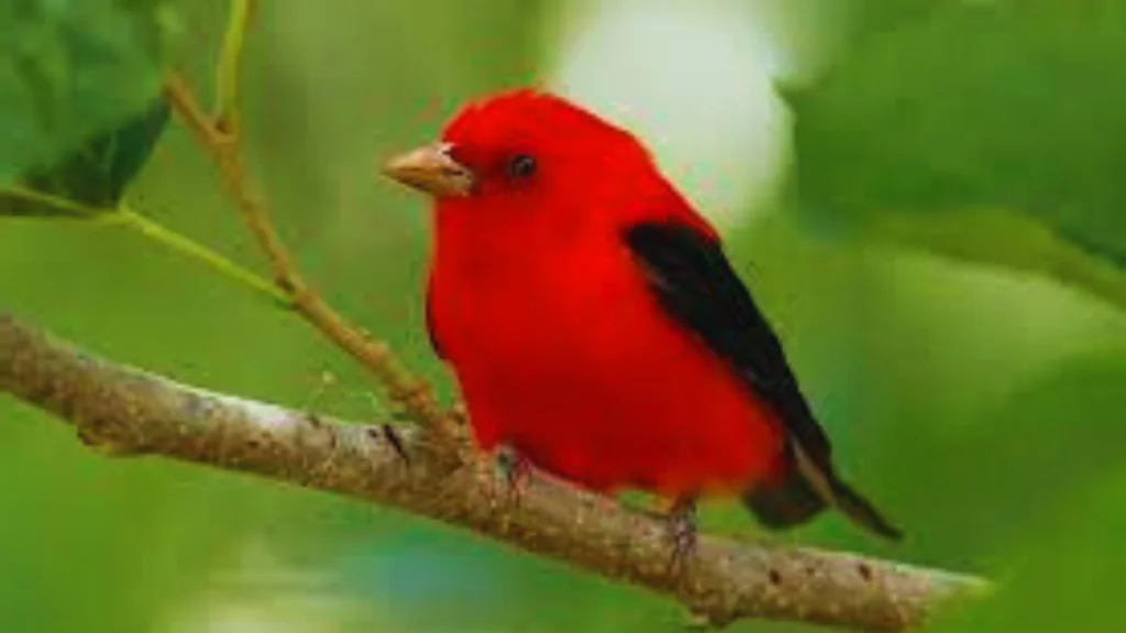 Red Bird With Black Wings