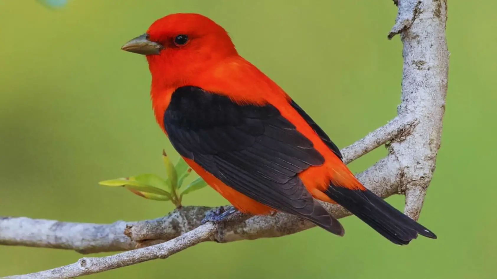Red Bird With Black Wings